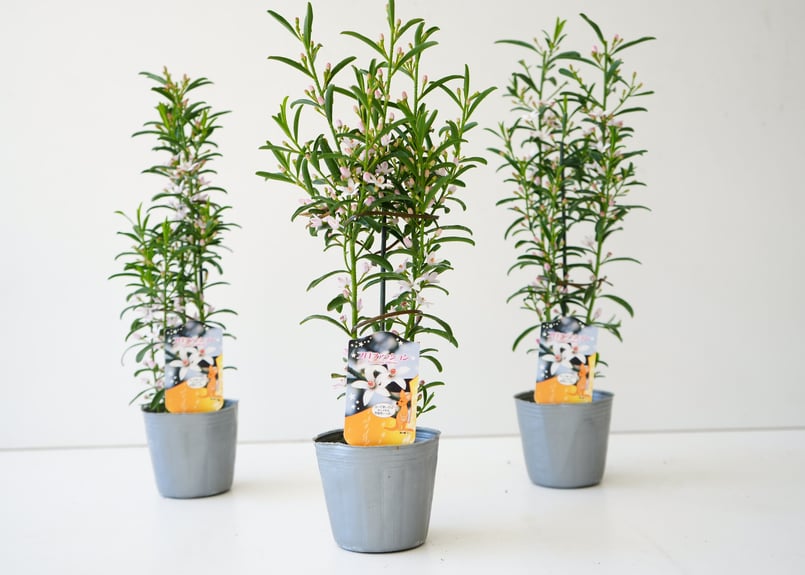 エリオステモン プロファッション 可愛い白い花 寄せ植え 庭木 常緑