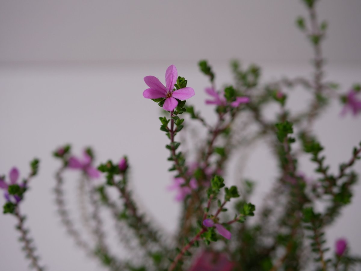 ひなひまページ　スターフラワーピンク ひなひまページ スターフラワーピンク ひなひまページ スター