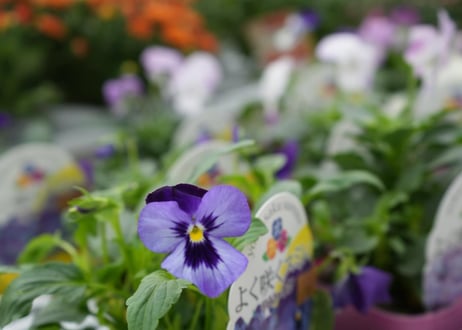 12月❶asiacセレクト ビオラ寄せ植えセット 8苗 花苗 ビオラ 冬の寄せ植え