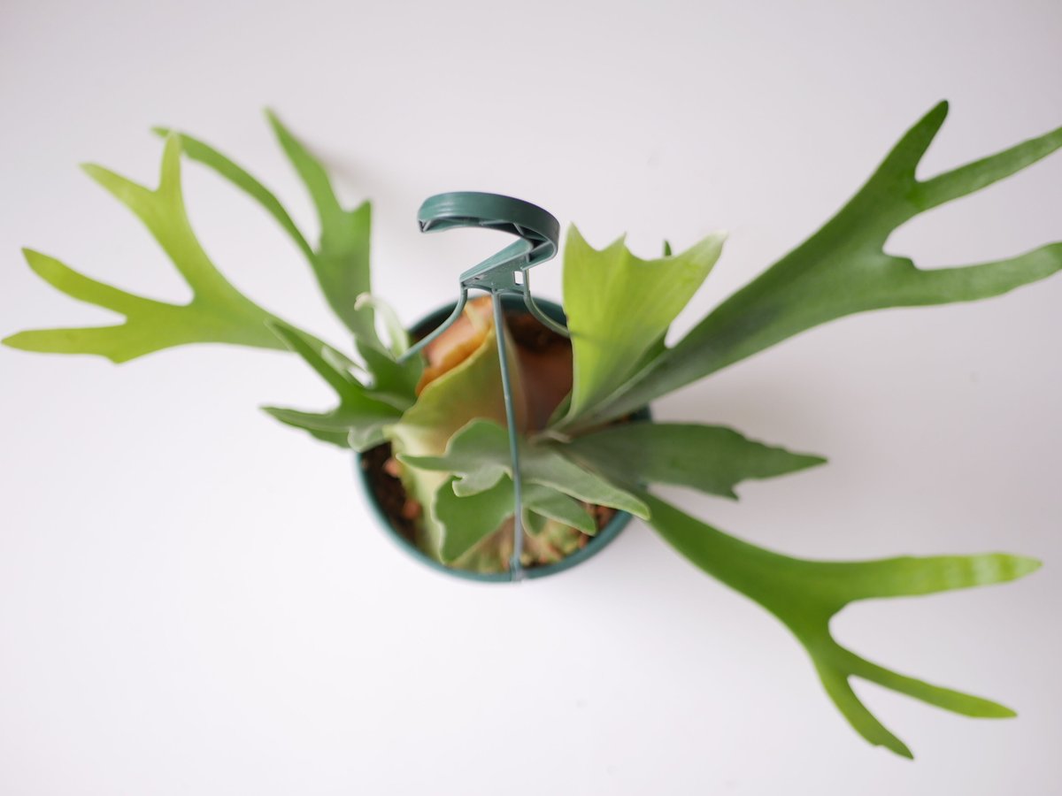 コウモリラン ビカクシダ ハンギング 着生植物 観葉植物 コウモリラン ビカクシダ ハンギング 着生植物 観葉植物