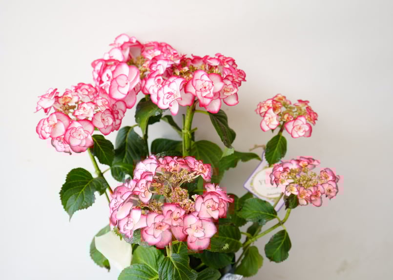 ゆり(Augustの花火！)ピンク色＆グリーン！ hqdefault.jpg