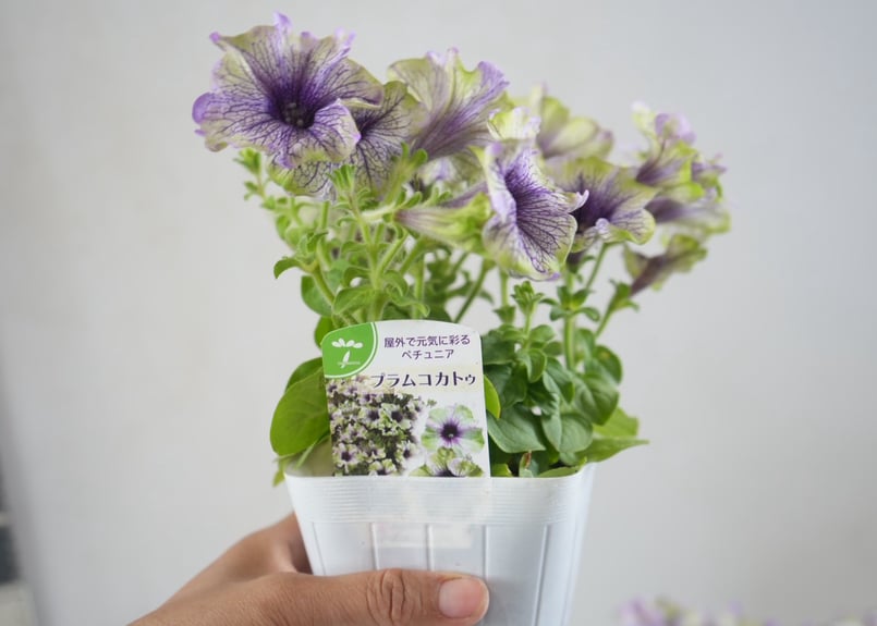 ペチュニア アマゾナス プラムコカトゥー 3.5号｜シックな花色の大人