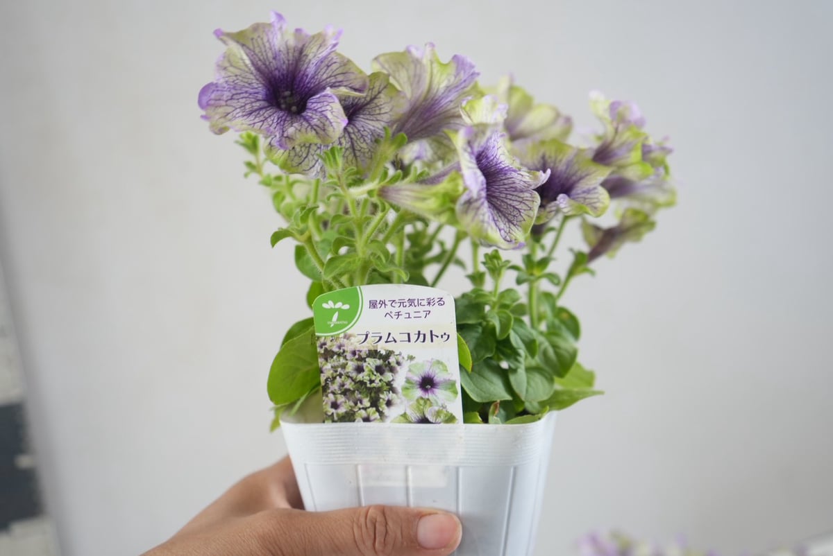 ペチュニア アマゾナス プラムコカトゥー 3.5号｜シックな花色の大人