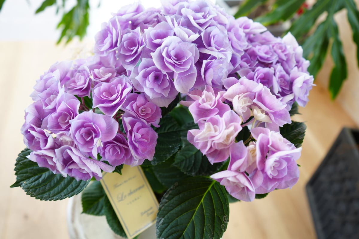 紫陽花 シャルム 5号 パープル 底面給水 母の日 贈り物 ギフト 紫陽花 シャルム 5号 パープル 底面給水 母の日 贈り物 ギフト