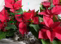 チャメロプス セリフェラ 8号 かっこいいシルバーリーフ ヤシ ドライ