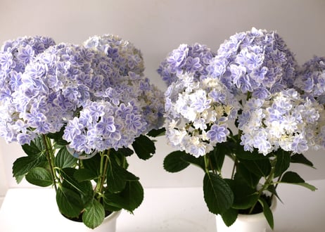 （sold）紫陽花　万華鏡　美しく上品で爽やか　淡いブルー