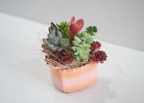 多肉植物 寄せ植え｜ハートタルト（ストロベリー）｜いちごカラーの可愛い多肉アレンジ｜インテリアグリーン｜母の日2026｜ハートタルト(ストロベリー)寄せ植え 多肉植物