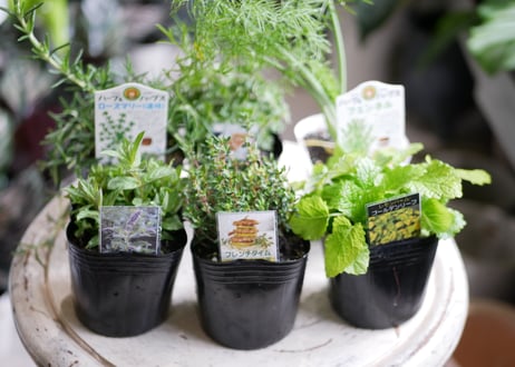 【おまかせコース 4000円】フレッシュハーブのバスケット寄せ植え　ギフト　お料理