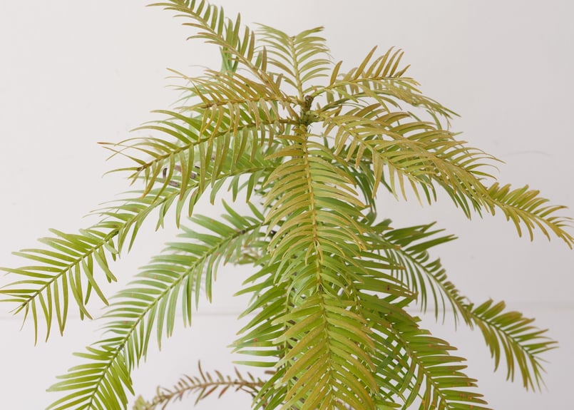 ウォレマイパイン ジュラシックツリー 生きた化石 最古の植物 ウォレマイパイン ジュラシックツリー 生きた化石 最古の植物