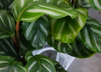 ホヤ Hoya sp. Timika — Central Papua | インテリアグリーン