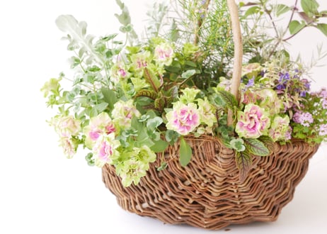 【おまかせコース 10000円】 季節の花苗 花かご　寄せ植え   両手いっぱいの寄せ植え　ギフト お祝い 新築祝い 開店祝い