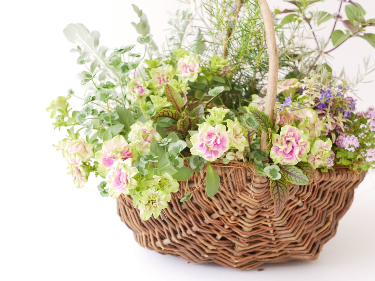 おまかせ】 季節の花苗籠よせ 10000円 両手いっぱいの寄せ植えを gift