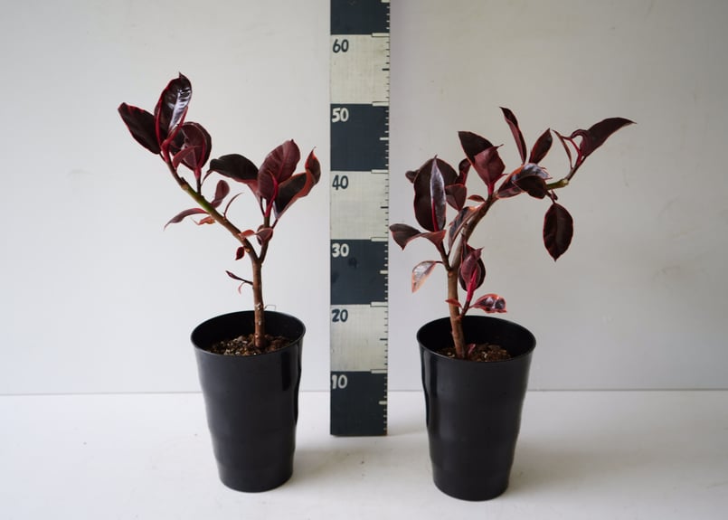 フィカス ゴムの木 ルビー 大人シック 上品な輝き 観葉植物
