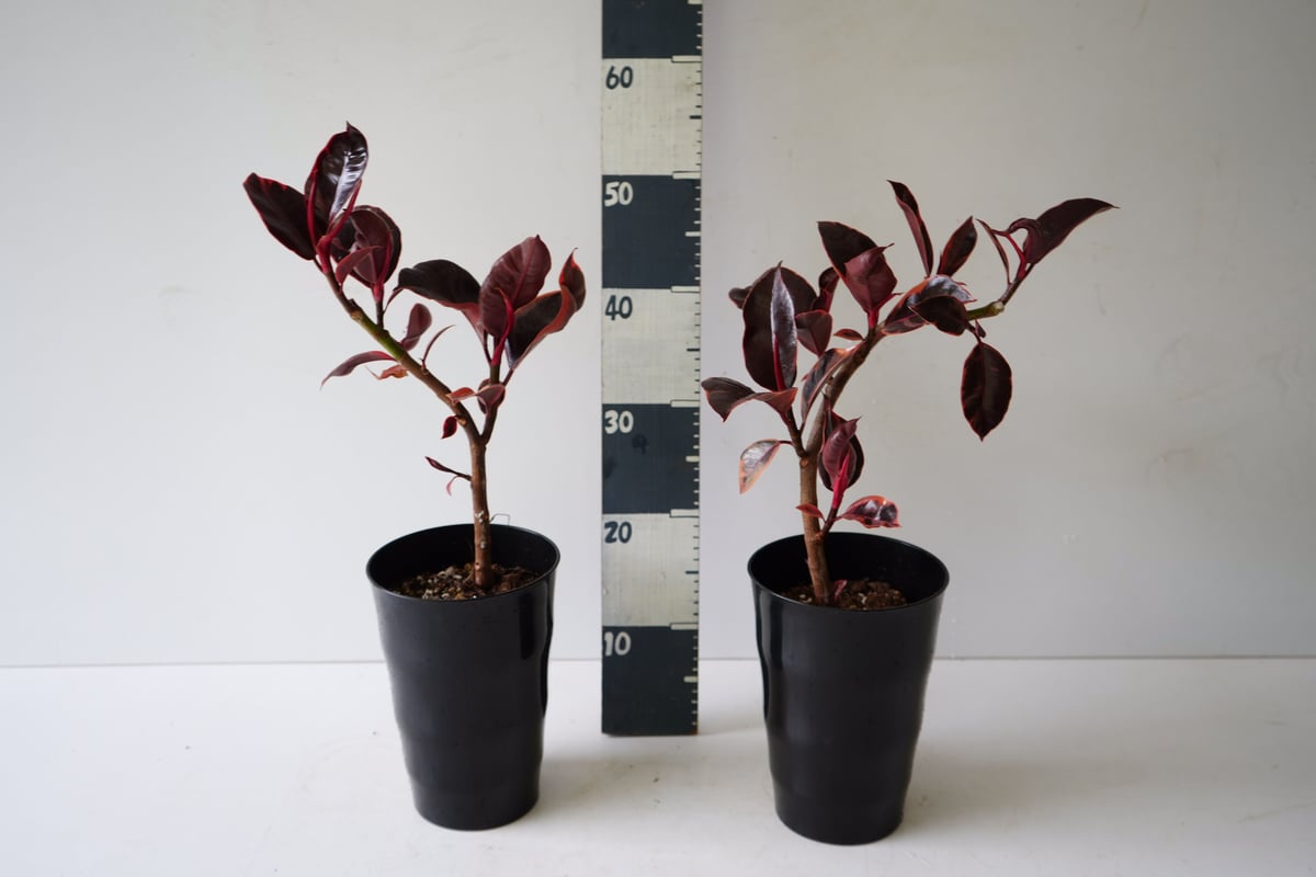 【発色かなり良い♥】フィカス ルビー ゴムの木 フィカス ゴムの木 ルビー 大人シック 上品な輝き 観葉植物