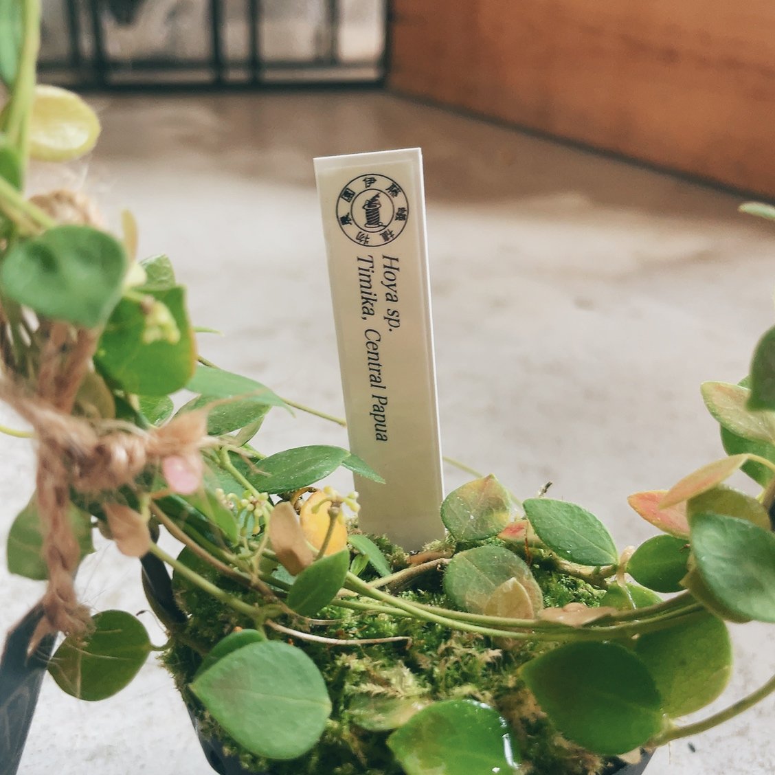 ホヤ ティミカ | インテリアグリーンとギフトプランツコーディネートの