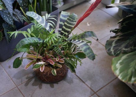 おまかせ　 観葉植物　鉢植え　プランツギャザリング