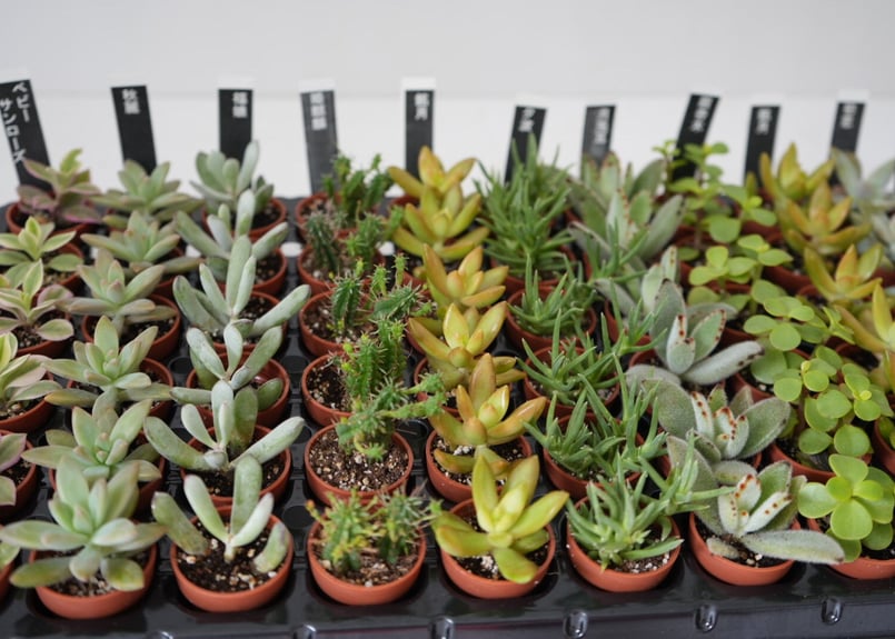 多肉植物一寸おまかせ12種 可愛い寄せ植え 多肉 多肉寄せ植え たくさん