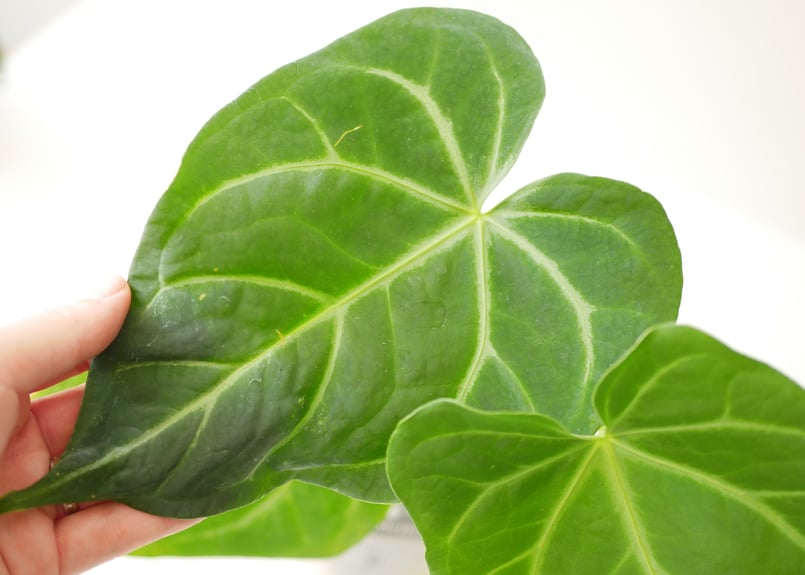 アンスリウム マグニフィカム 3.5号 ビロード 美しい葉脈 レア種