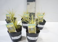カレックス 3号｜ラインが美しいカラーリーフ｜グラス植物 寄せ植え 丈夫な多年草 室内 インテリアグリーン 庭木 育て方