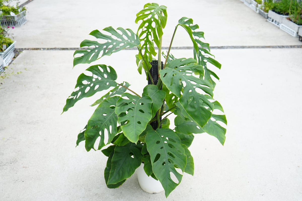モンステラ デュビア 8号 人気の観葉植物 半蔓性 ボタニカル モンステラ デュビア 8号 人気の観葉植物 半蔓性 ボタニカル