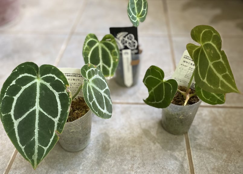 NMP様 特価激レア アンスリウム クリスタリナム ミント 斑入り