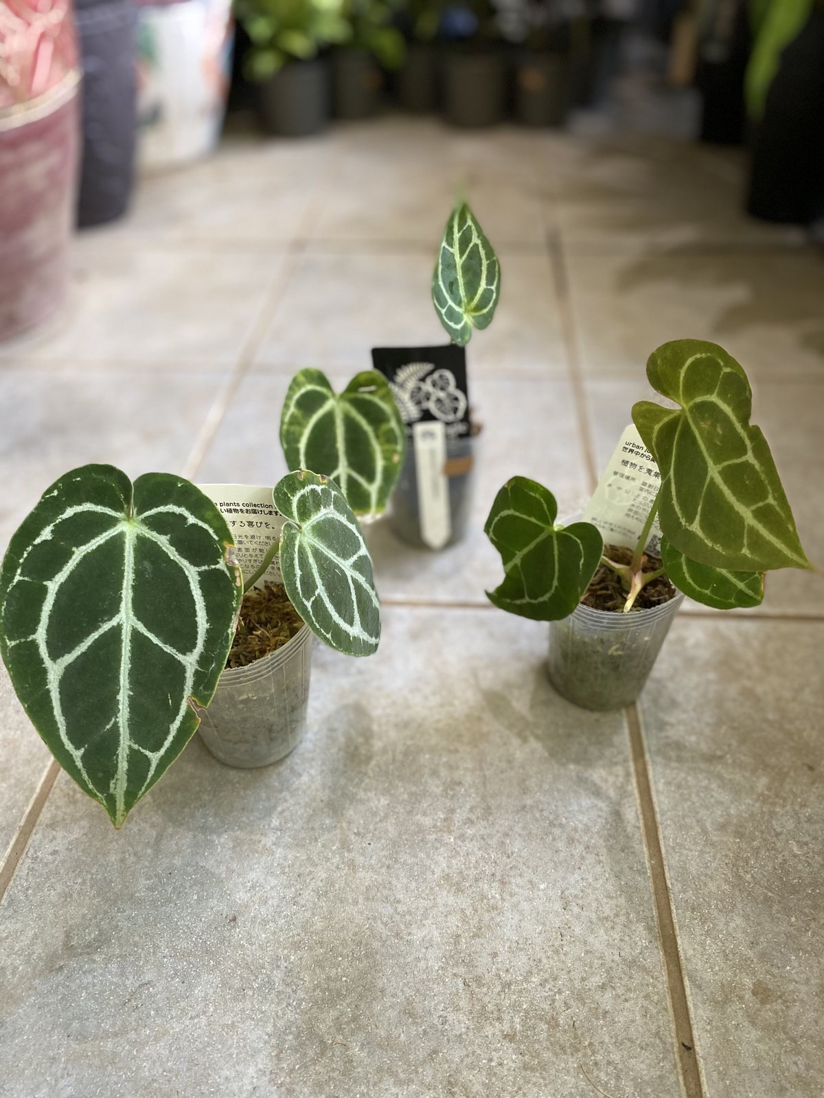 特価）アンスリウム クリスタリナム 2.5号 レア植物 モザイク様で