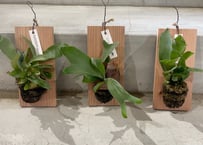 セイデンファデニア ミトラタ ラン 板づけ ワイルド インテリア