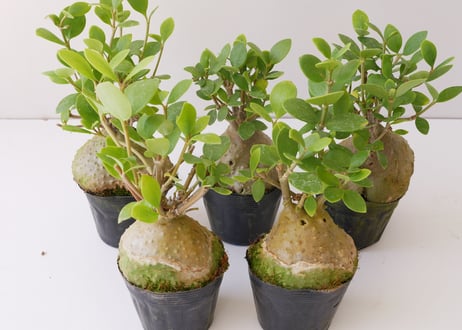 ヒドノフィツム　蟻の巣玉　Hydnophytum formicarum
