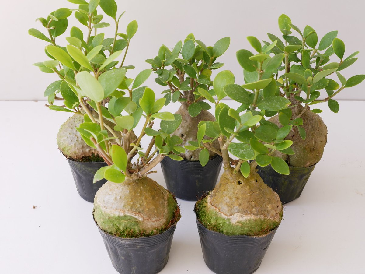 ヒドノフィツム 蟻の巣玉 Hydnophytum formicarum | インテリア