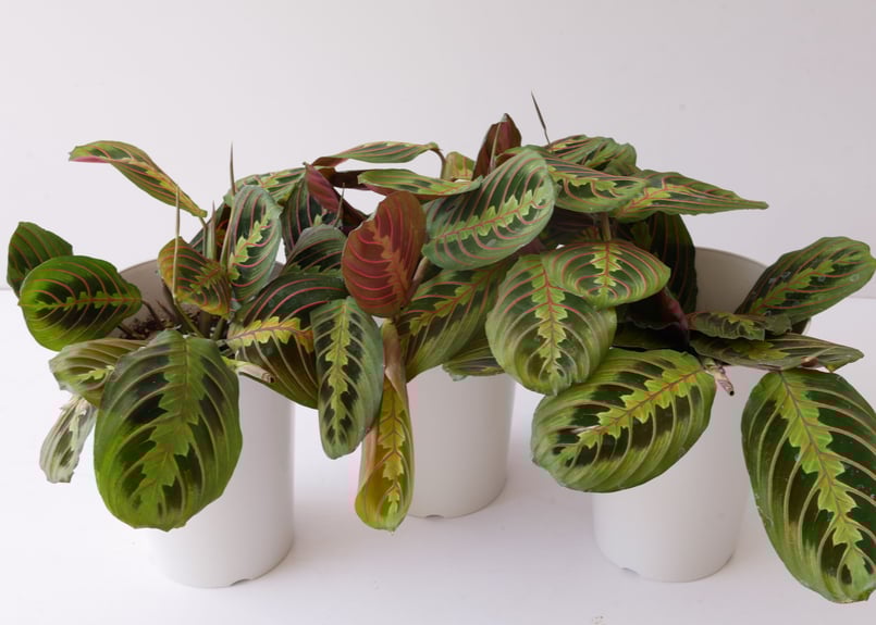 クズウコン マランタ 6号 美しい葉模様 育てやすい お洒落インテリア