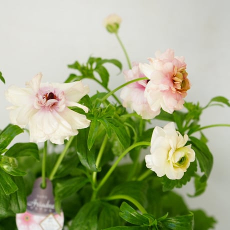 ピンクの花ガーデニング | STORES