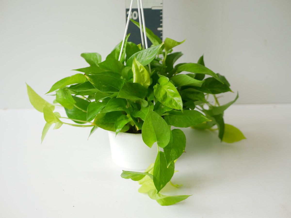 AWドリーム 新品種 ポトス 植物 ハンギング AWドリーム 新品種 激レア