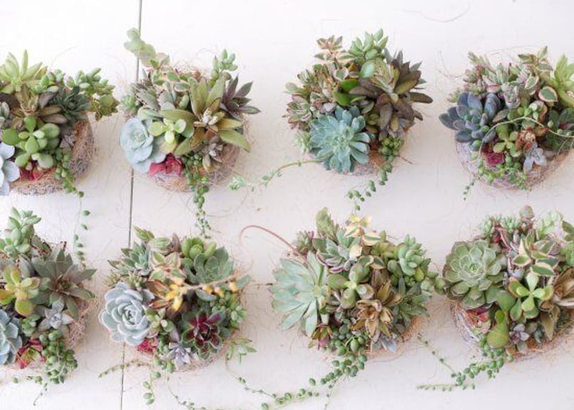 おまかせ 多肉植物 鉢寄せ植え プレゼント | インテリアグリーンと