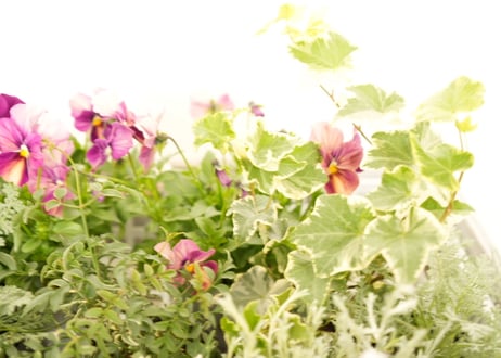 ☾すぐ植えプランツ☽ ふんわり可愛い葉牡丹リース 30センチ 寄せ植え お正月玄関飾り