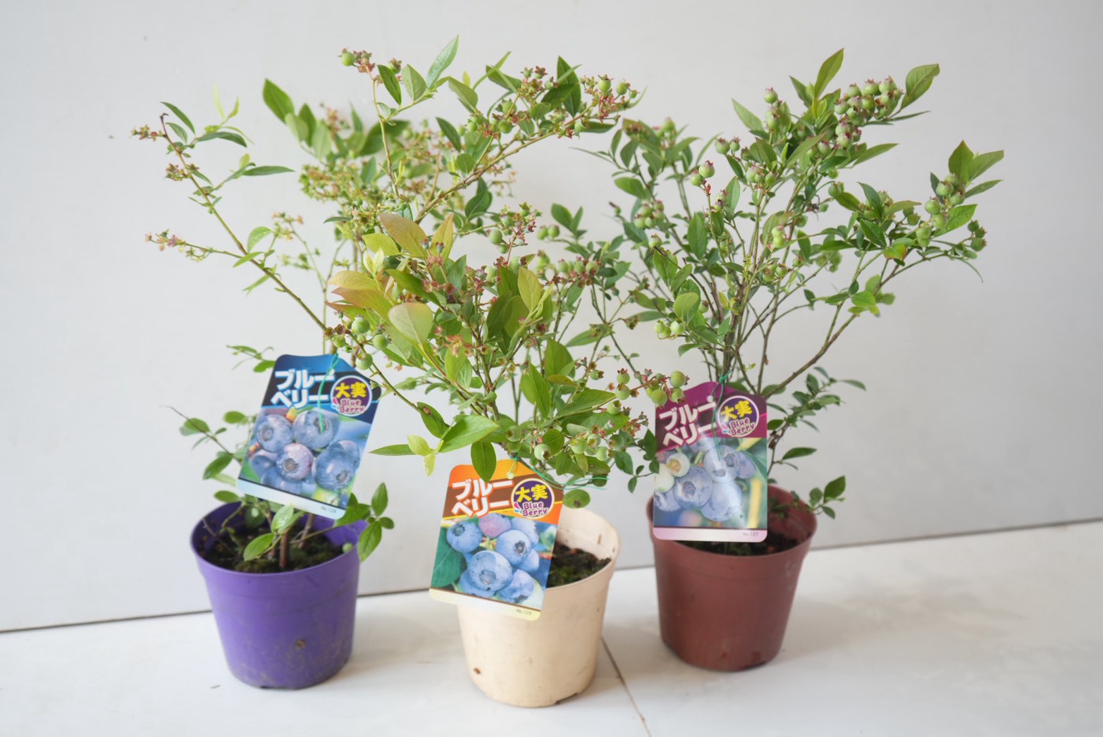 ブルーベリー 苗木 鉢植え 果樹 サザンハイブッシュ 4.5号鉢 果樹苗 初心者向け 実付き ブルーベリー