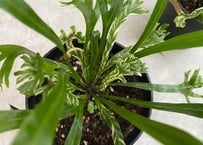 アスプレニウム ニダス 斑入り 観葉植物　シダ