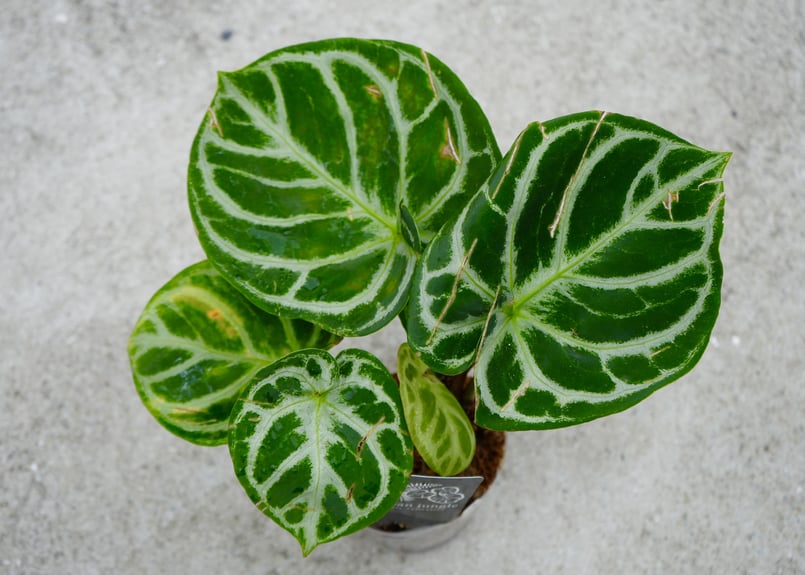 アンスリウム ドラヤキ クリスタリナム 3.5号 レア植物 モザイク様で