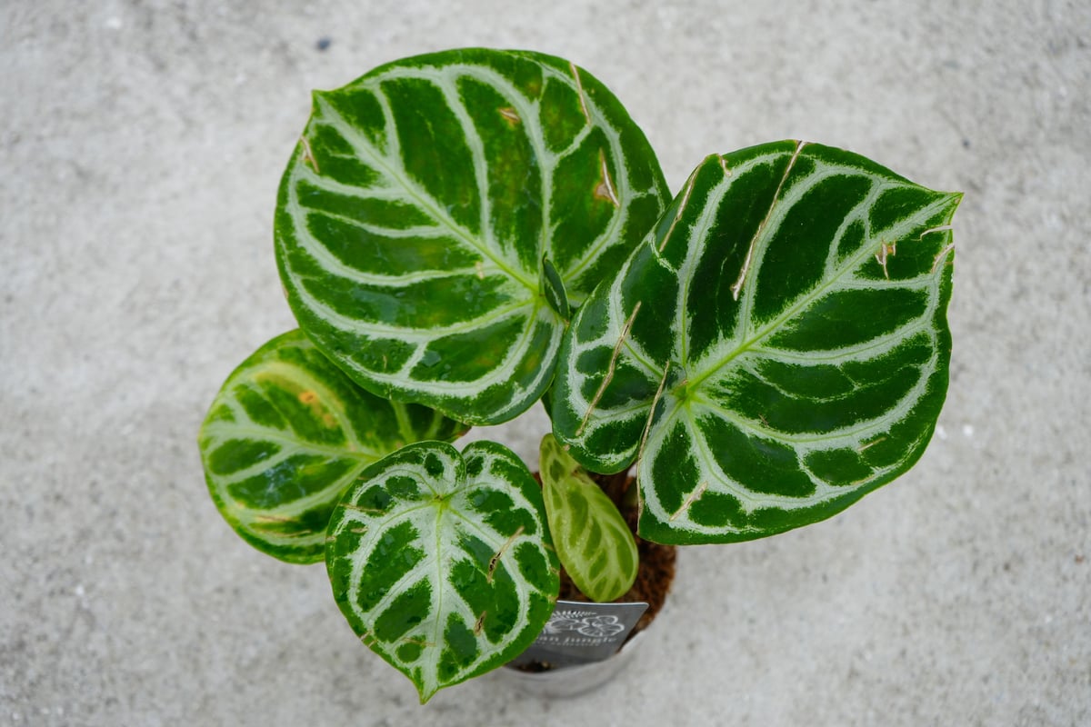 アンスリウム ドラヤキ クリスタリナム 3.5号 レア植物 モザイク