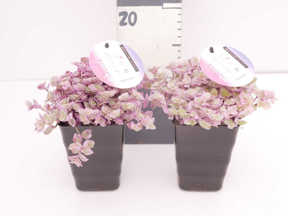 CATEGORY Wreath（リース） | TOKIIRO ONLINESTORE ②r.20cm大きな多肉