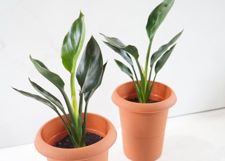 レギネ（極楽鳥花） 6号｜南国リゾートを感じるスタイリッシュな観葉植物｜約50cm｜ﾚｷﾞﾈ (ｺﾞｸﾗｸﾁｮｳｶ) 他草花 6号