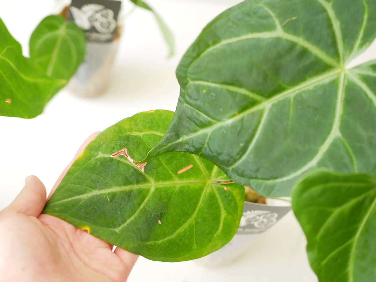 アンスリウム マグニフィカム 3.5号 ビロード 美しい葉脈 レア種