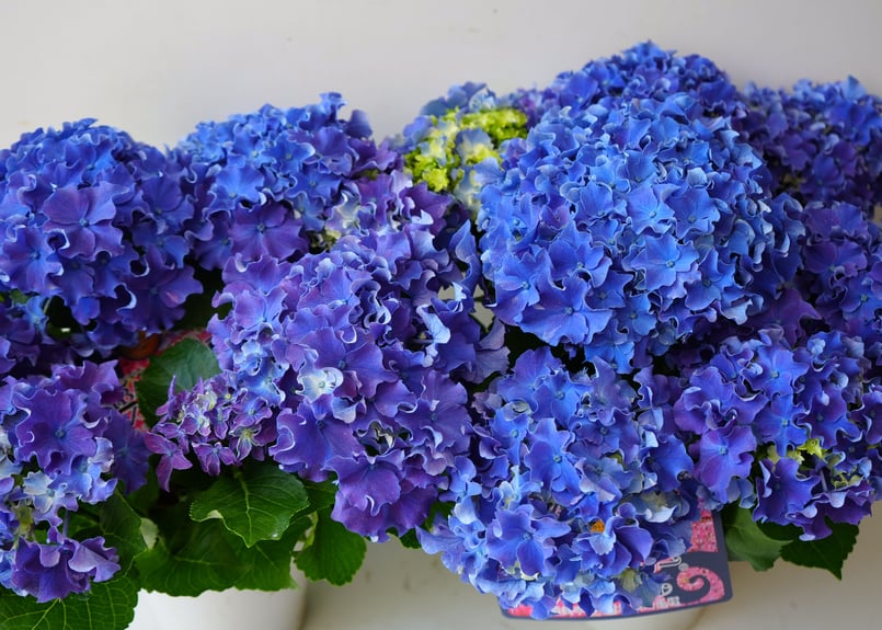 紫陽花 カーリースパークル ブルー 5号 西洋アジサイ 母の日