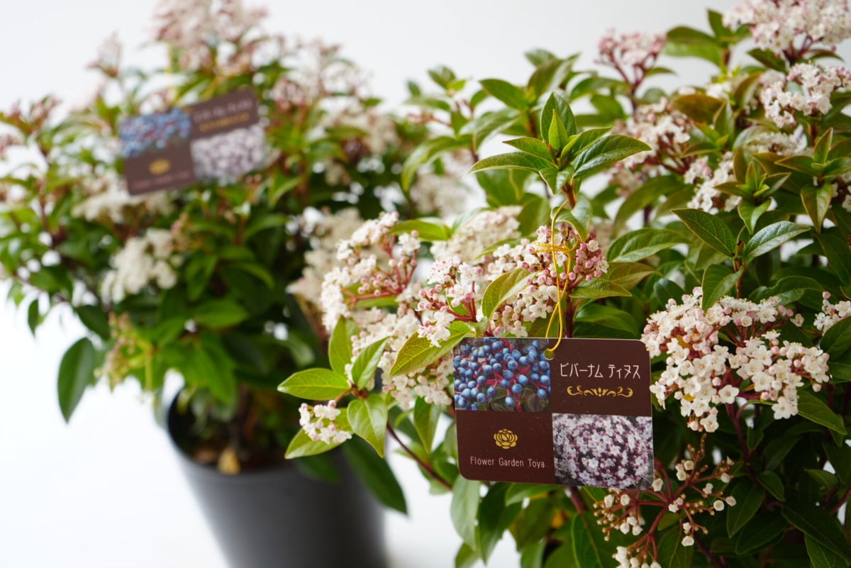 ビバーナム ティヌス ホワイト 5号 鉢植え お花と実が楽しめる ビバーナム ティヌス ホワイト 5号 鉢植え お花と実が楽しめる