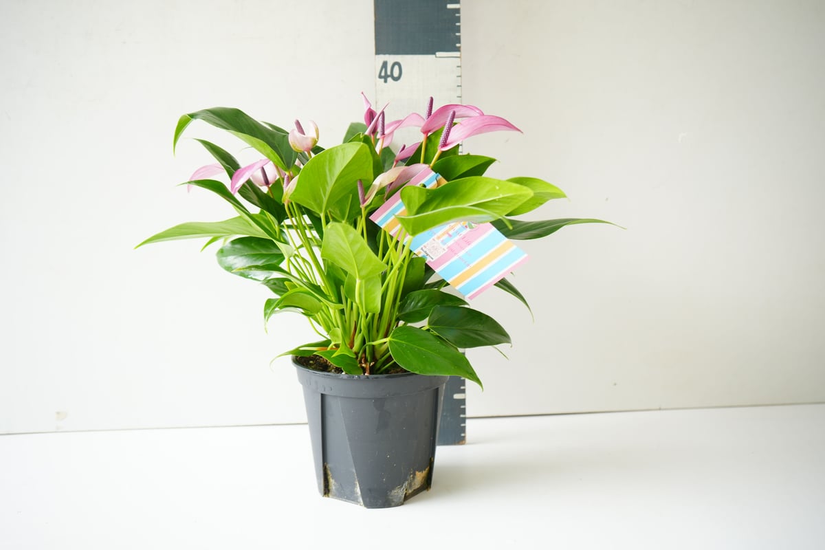 アンスリウム ジゾー 紫 5寸 上品で大人色 長く楽しめる 観葉植物