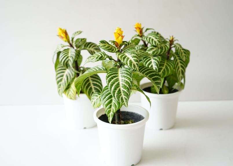 スクアロサ ダニア 4号 アフェランドラ 黄色の花 長く楽しめる開花