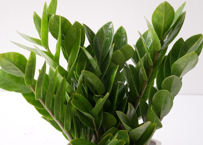 ザミオクルカス ザミーフォリア 6号 モダンな姿 育てやすい 観葉植物