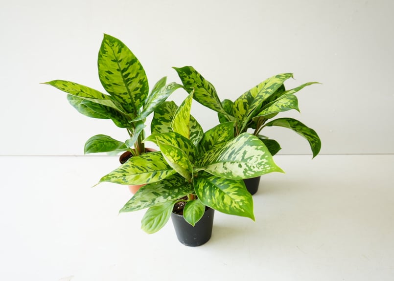 ホマロメナ カモフラージュ 3号 丸みある大きい葉 観葉植物 葉柄が