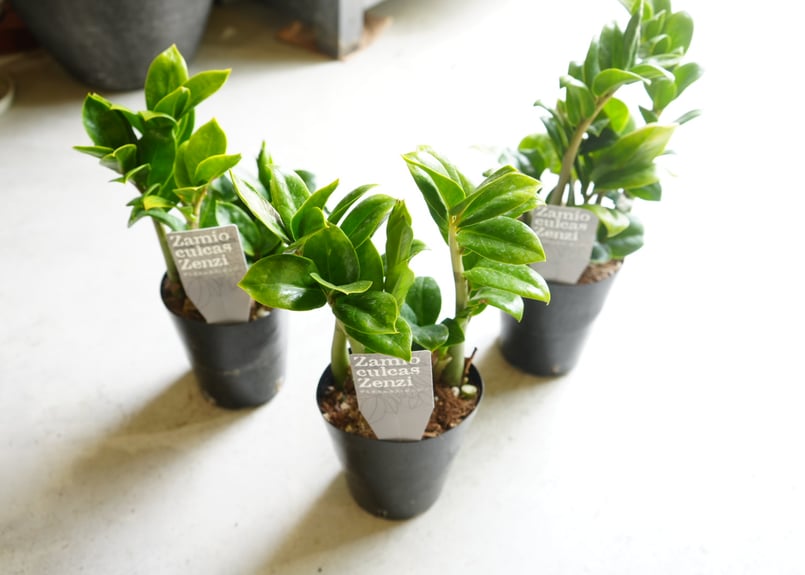 ザミオクルカス ゼンジー 3.5号 ドワーフ 育てやすい 観葉植物 ザミオクルカス ゼンジー 3.5号 ドワーフ 育てやすい 観葉植物