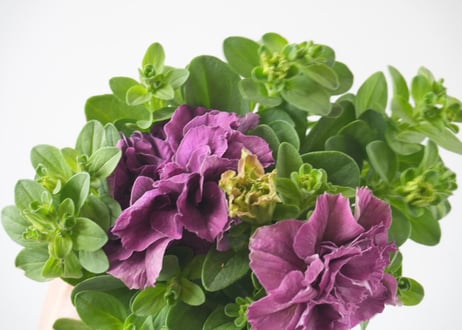 ペチュニア ベルチャーム レイラ 3号｜豪華フリル咲き｜春夏の寄せ植え・花壇におすすめ　八重咲き