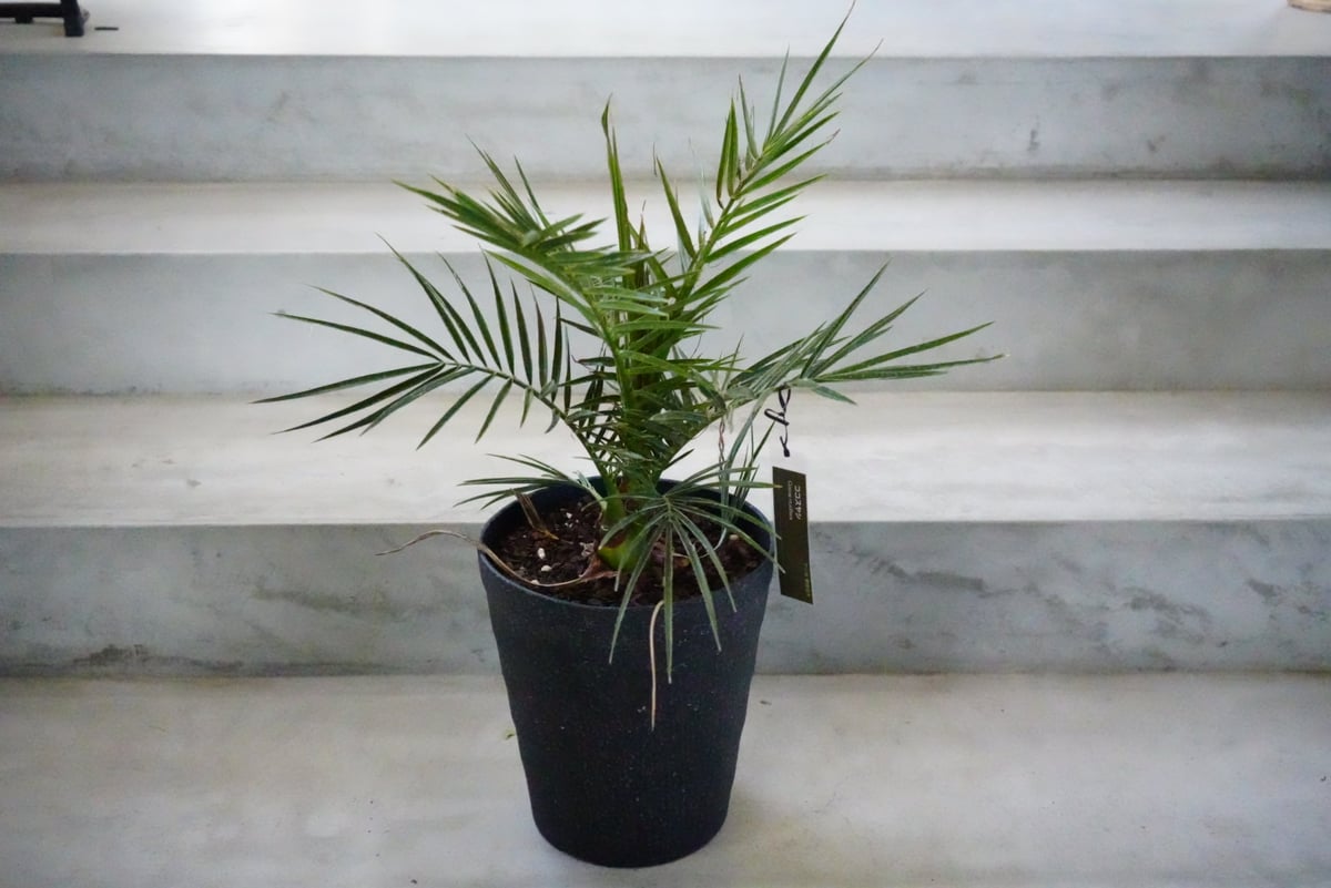 送料込み ニオイシュロラン ドラセナ 株立ち 形状良 新築 現品 【公式